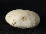 Heteraster oblongus (BRONGNIART 1821) - Bild © FossNet FossilienStore